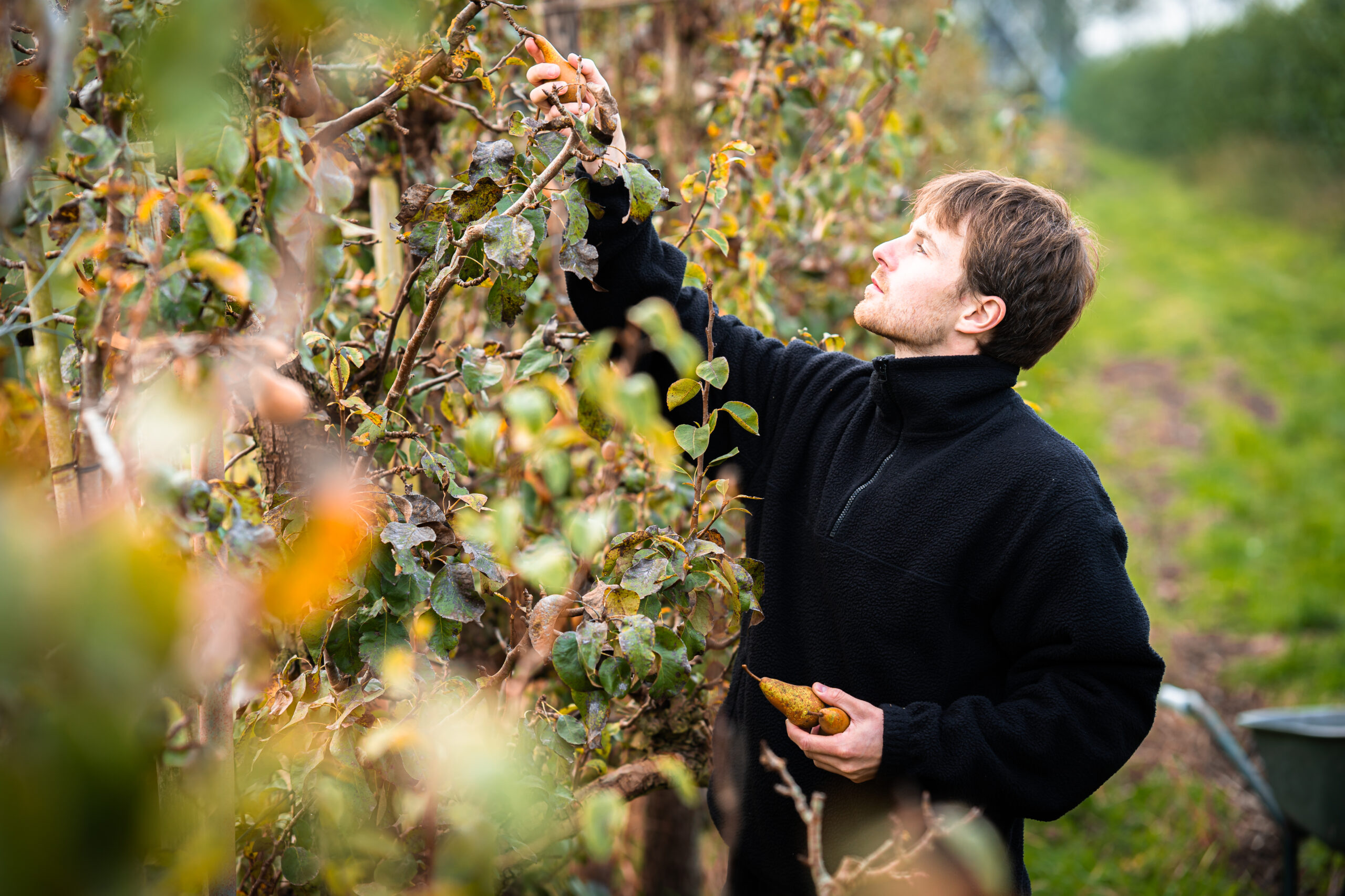 Winter Pear - Image 5