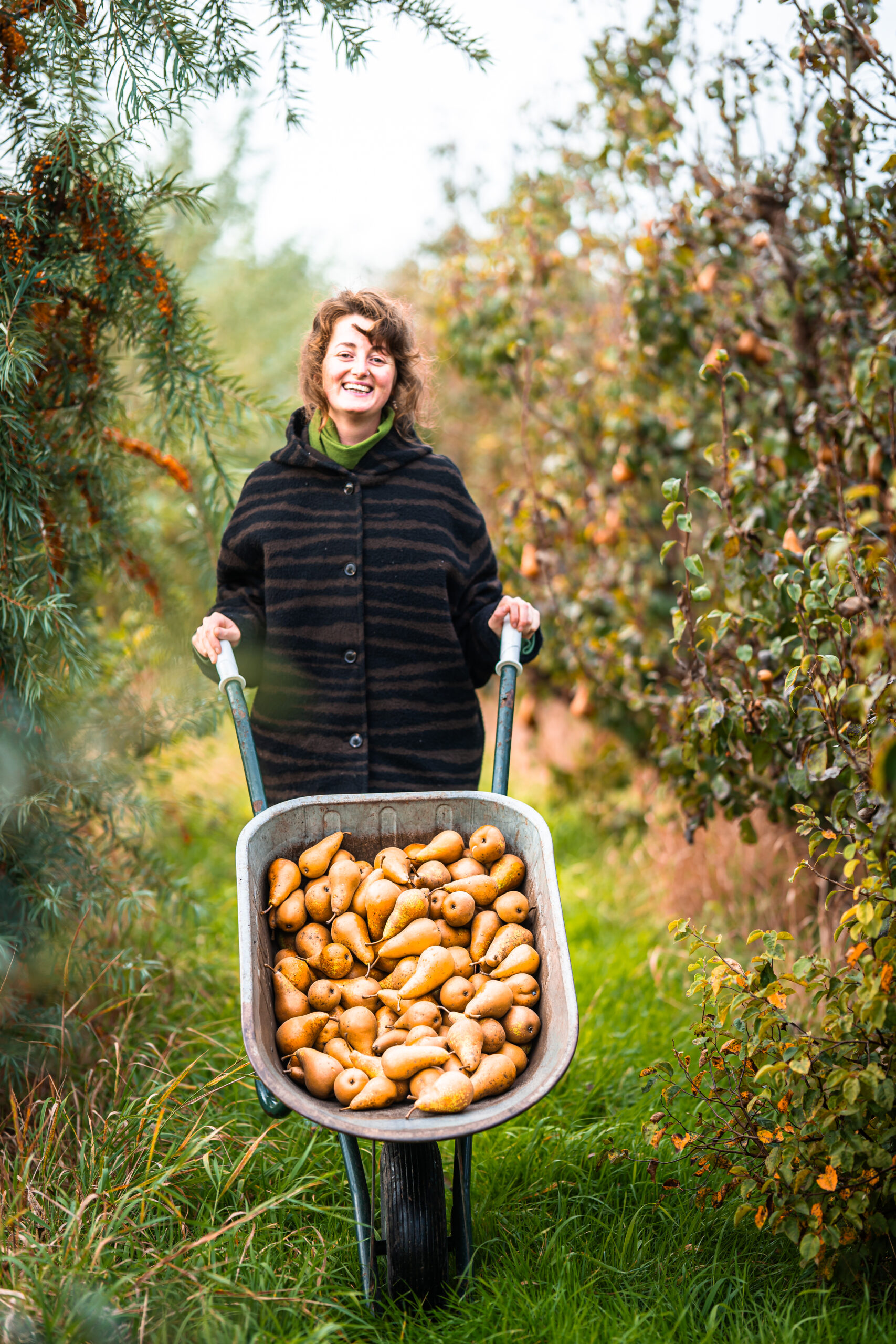 Winter Pear - Image 2